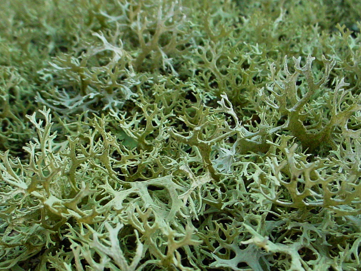 lichen fruticuleux